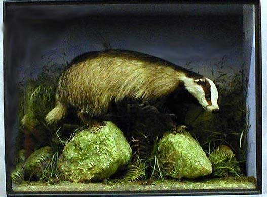 rwbadger[1].JPG